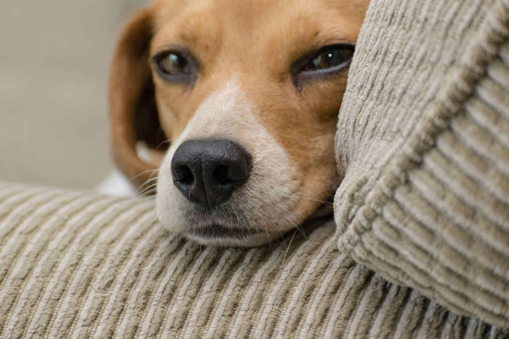 Domande comuni sulla cremazione degli animali domestici