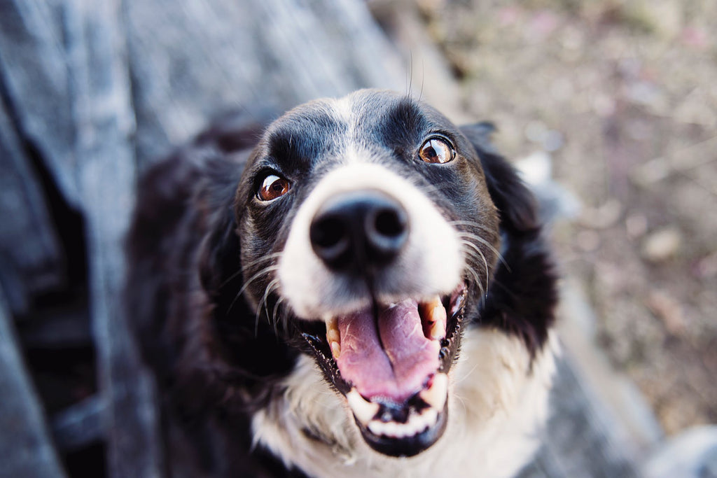 Cure di fine vita per animali domestici: guida completa