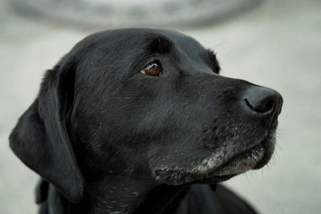 L'importanza degli animali domestici nella nostra vita e come commemorarli