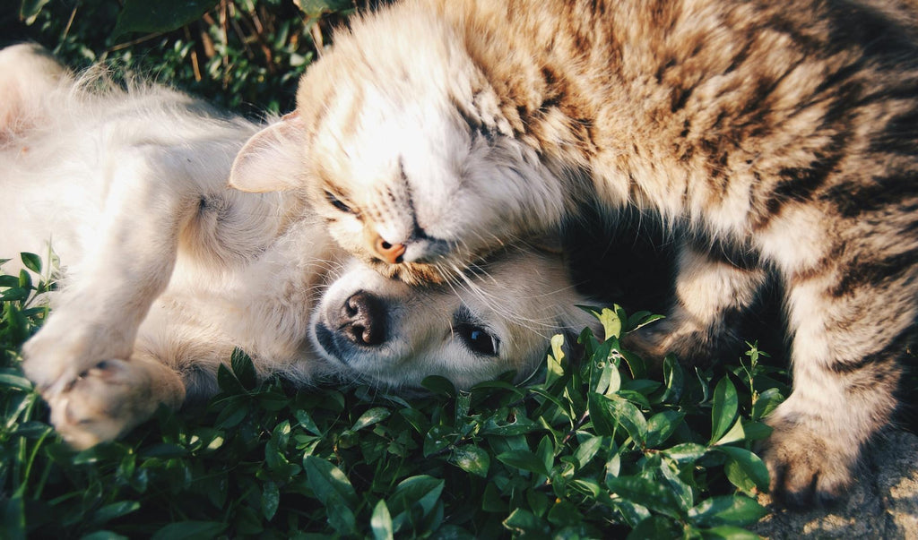 La Crescente Popolarità dei Servizi di Cremazione per Animali